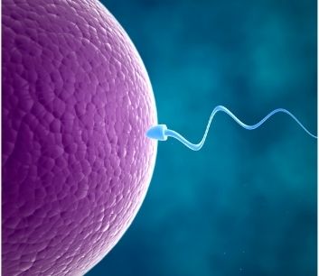 Inseminação Artificial