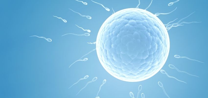 Inseminação Artificial